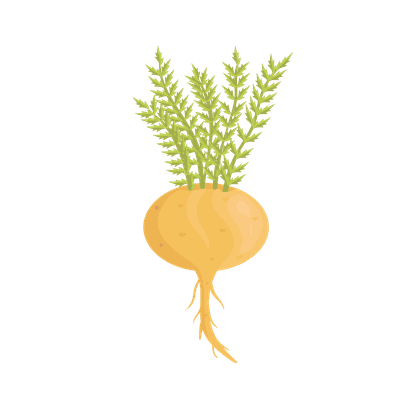Maca peruviana