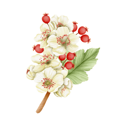 Hawthorn