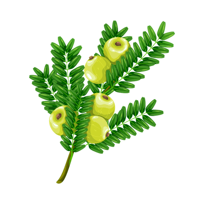 Amla