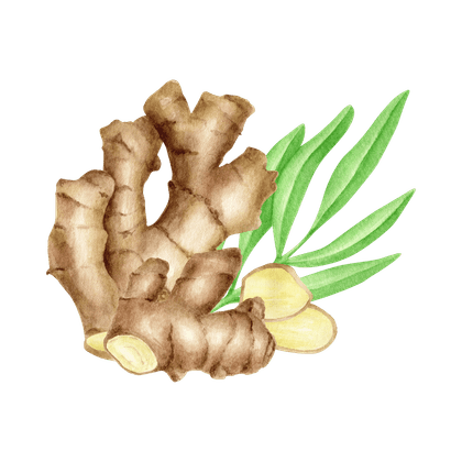Ginger