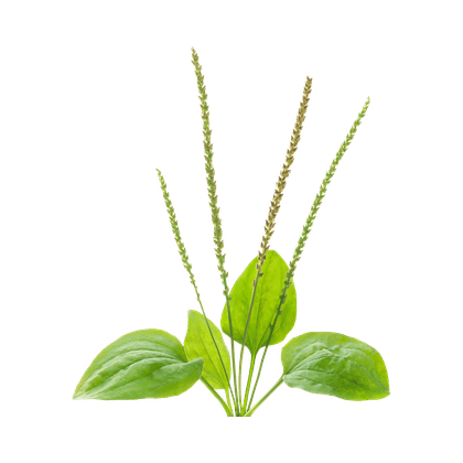 Psyllium
