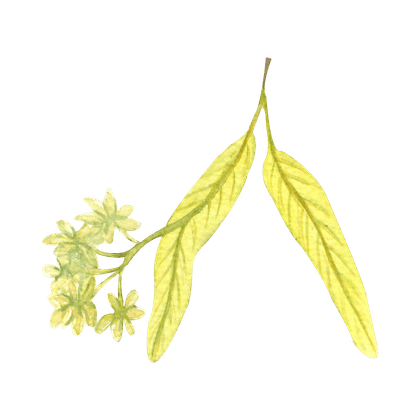Linden